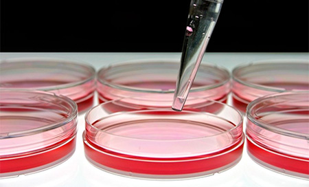 Descubren la proteína responsable de la regeneración del hígado 